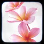 Frangipani Plumeria Flower..