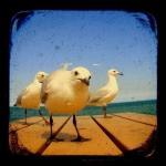 Seagull Photo Print 5x5 TtV..
