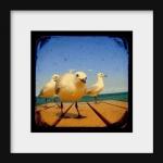 Seagull Photo Print 5x5 TtV..