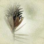 Bromeliad Botanical Art Pr..