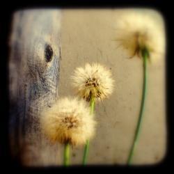 Dandelion Photograph 5x5 TtV Nature Photography - Tree Hugging Dandelions Rustic Home Decor Print