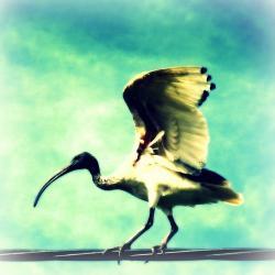 Ibis Bird Photo 5x5 Whimsical Wildlife Photography - Funny Animal Print - Bird on a Wire