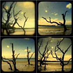 Driftwood Beach Trees Photo Set of Four - TtV 5x5 Island Landscape Photography Print - Nautical Beach Cottage Decor