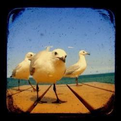 Seagull Photo Print 5x5 TtV Bird Photography - Blue - Wildlfie - Nature - Animal - Wall Decor