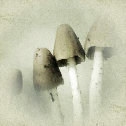 Mushroom Photo Print 5x5 Nature Photography - Vintage Style - Minimalist Home Decor Wall Art